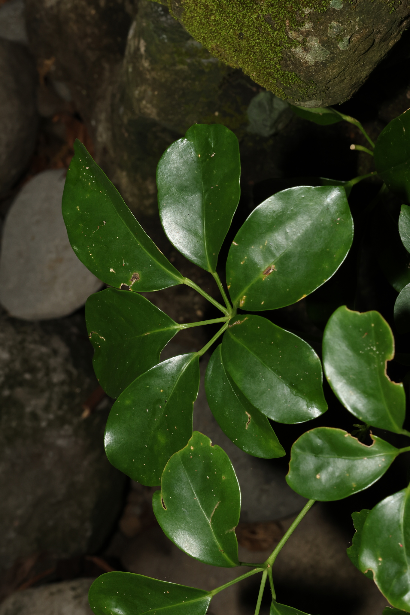Bungaruau (Heptapleurum ellipticum)