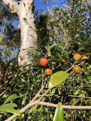 Petalostigma triloculare