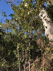 Petalostigma triloculare
