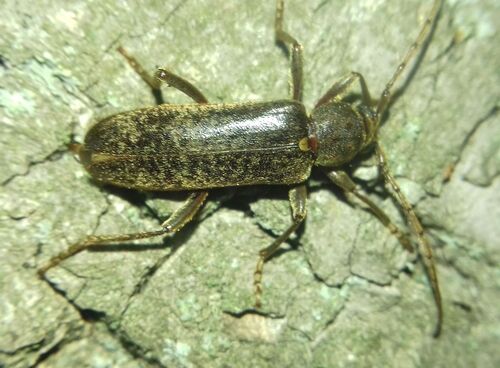 velvet longhorned beetle