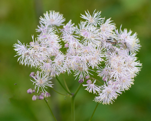 French meadow-rue