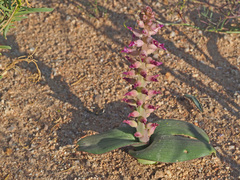 Lachenalia carnosa