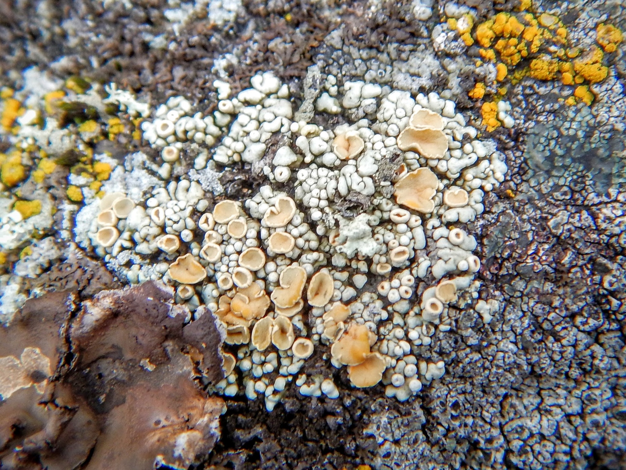 Rhizoplaca image