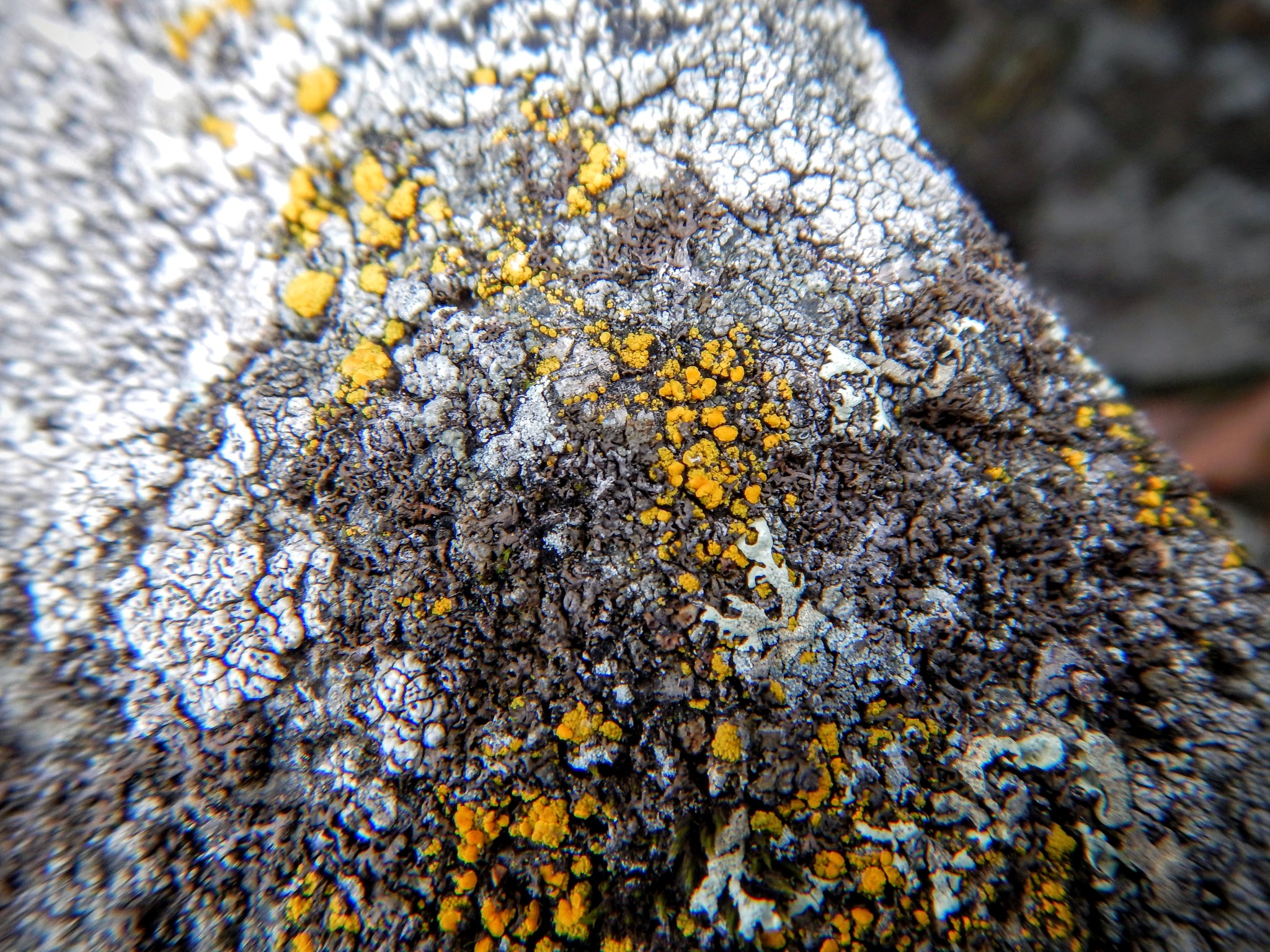 Candelariella vitellina image