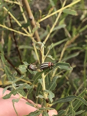 Disonycha alternata