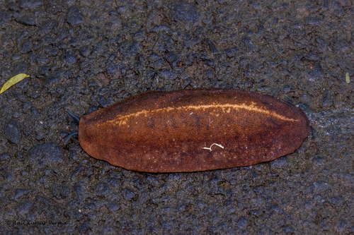 Tropical Leatherleaf Slug