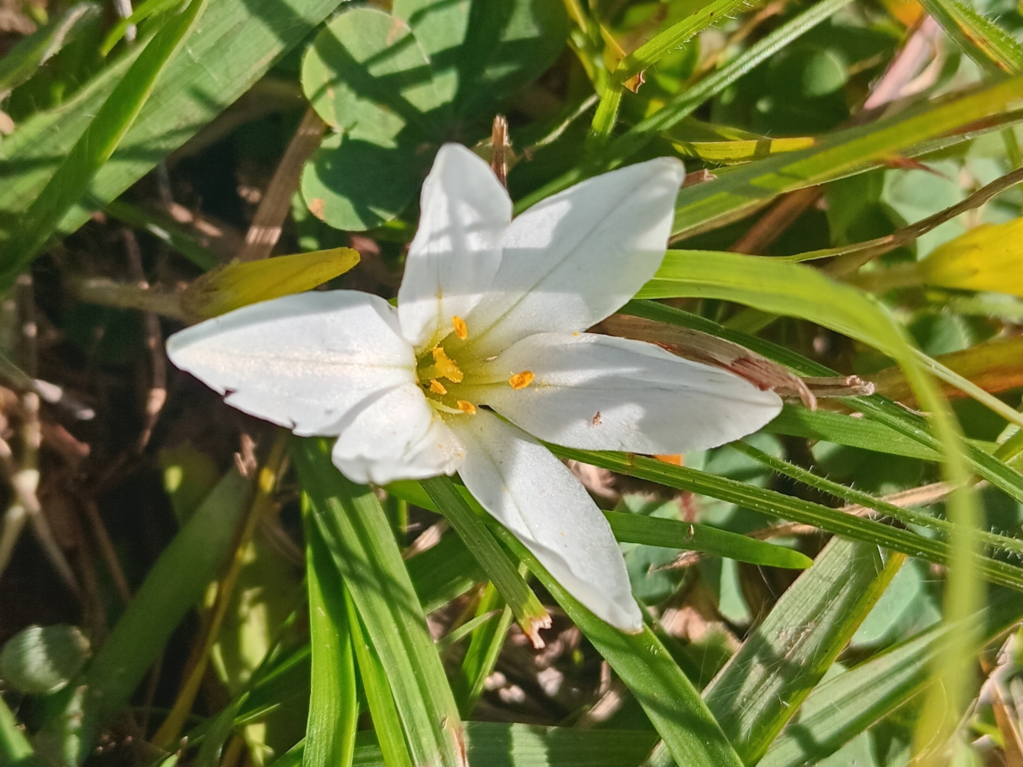 Ipheion recurvifolium