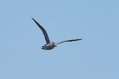Nycticorax nycticorax