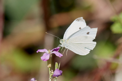 Pieris rapae