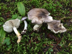 Tricholoma subacutum