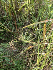 Drosera finlaysoniana