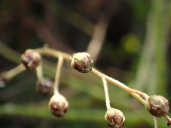 Drosera finlaysoniana