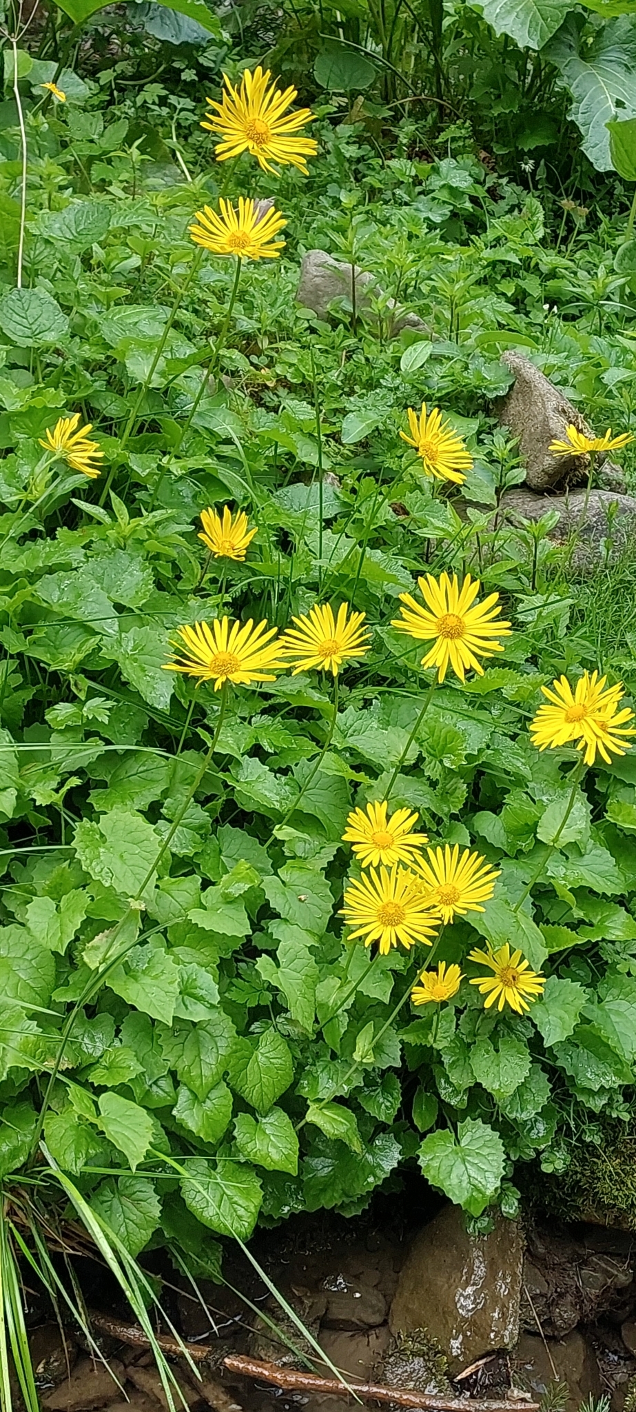Doronicum carpaticum