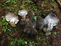 Boletopsis leucomelaena