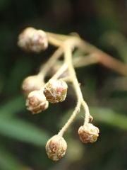 Drosera finlaysoniana