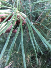 Banksia spinulosa