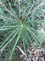 Banksia spinulosa
