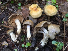 Cortinarius infractiflavus