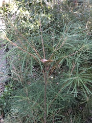 Banksia spinulosa