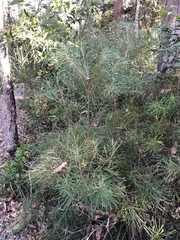 Banksia spinulosa