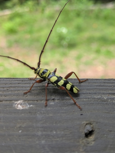 Six-banded Longhorn Beetle photo 5