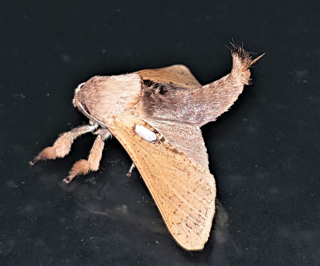 Givira argentipuncta