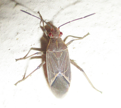 Boisea fulcrata