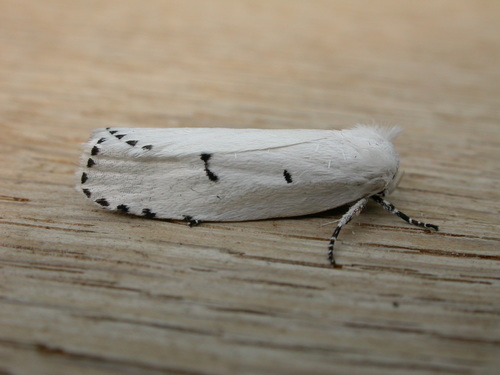 Cryptophasa pultenae Lewin, 1805