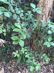 Alyxia magnifolia