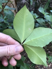 Alyxia magnifolia
