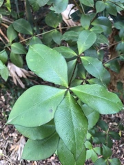 Alyxia magnifolia
