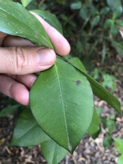 Alyxia magnifolia