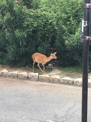 Cervus nippon centralis