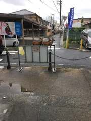 Cervus nippon centralis