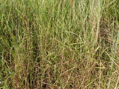 Centranthera cochinchinensis