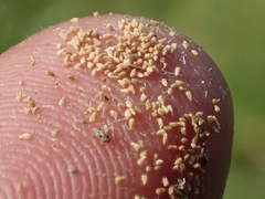 Centranthera cochinchinensis