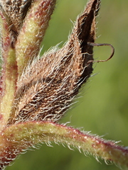 Centranthera cochinchinensis