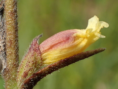 Centranthera cochinchinensis