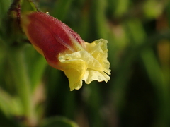 Centranthera cochinchinensis