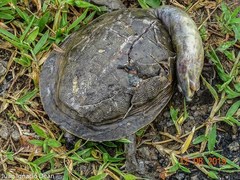 Lissemys punctata