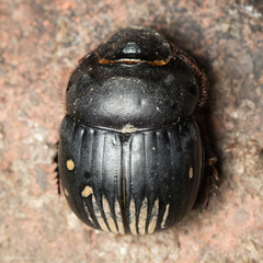 Dichotomius colonicus
