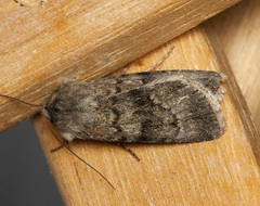 Euxoa comosa