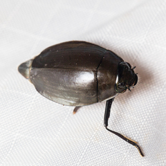 Dineutus sublineatus