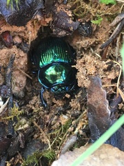 Phelotrupes auratus