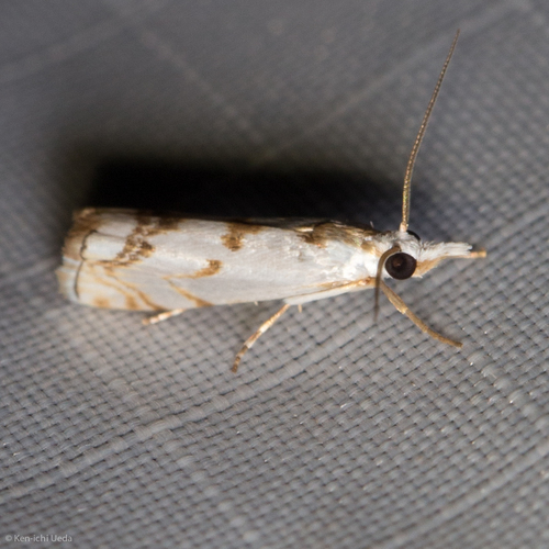 Microcrambus copelandi photo 5