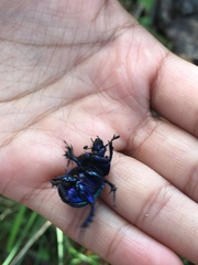 Phelotrupes auratus