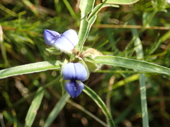 Crotalaria sessiliflora