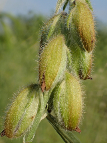 Image of Crotalaria sessiliflora by no rights reserved