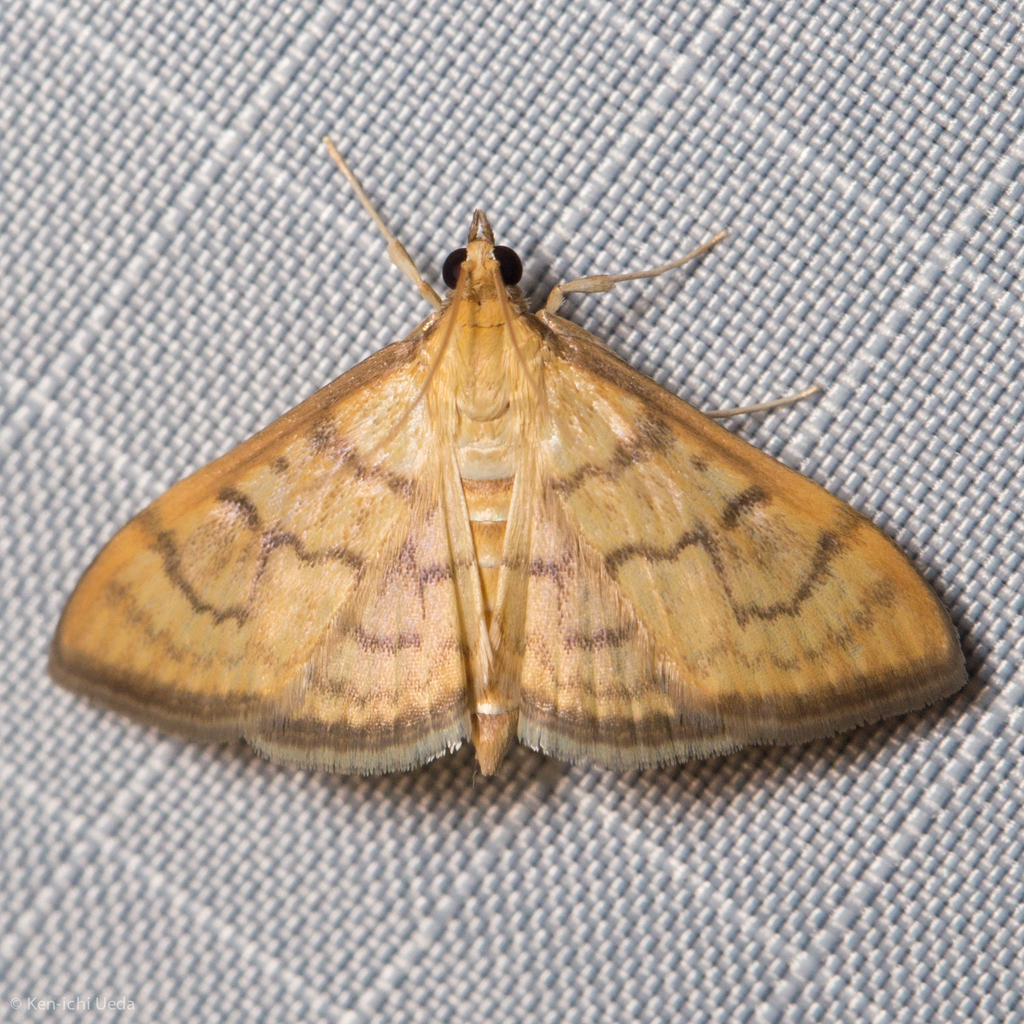 Anania labeculalis