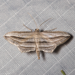 Arcobara multilineata